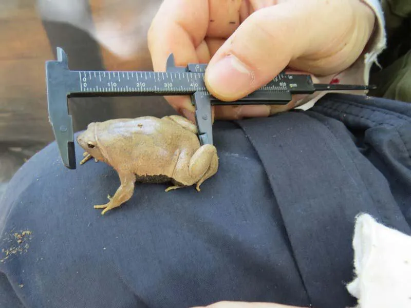 Imagem ilustrativa de Monitoramento de fauna