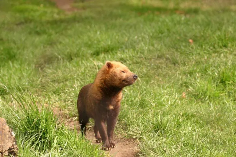 Imagem ilustrativa de Plano de afugentamento de fauna