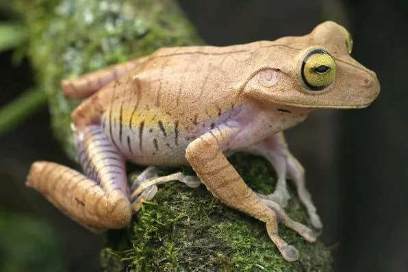 Imagem ilustrativa de Plano de salvamento de fauna